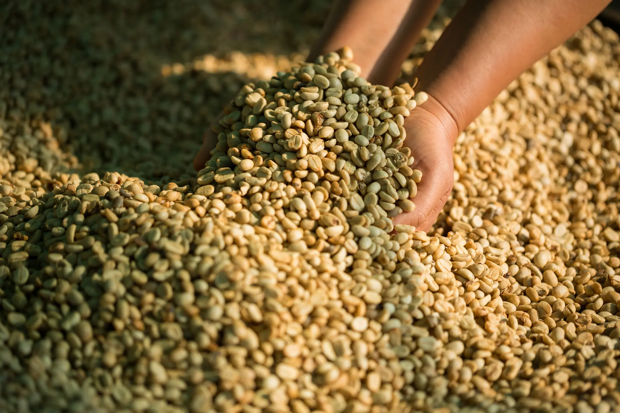 Close up smart farmer techniques hand coffee bean machinery roast apparatus dry sunlight tool sunbeam sunray sunshine fresh garden produce agriculture promotes farmer concept farm blur background